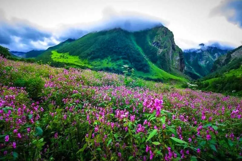 Flowering Himalayan valley surrounded by green mountains